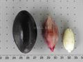 Canarium ovatum